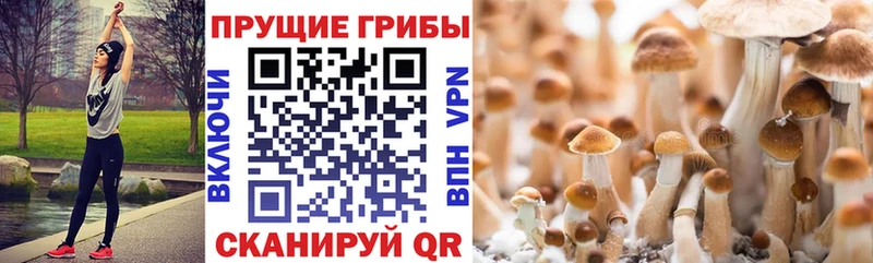 Псилоцибиновые грибы прущие грибы  наркота  Шлиссельбург 
